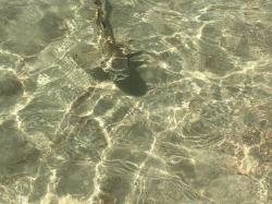 Baby sharks swimming in shallow water near the shore